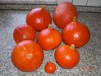 CIMG1499.webp
