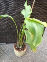 DSC00309.webp
