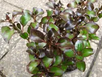 DSC00308.webp