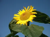 DSCF2528.webp