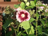 DSCF2533.webp