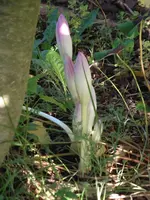 DSCF2534.webp
