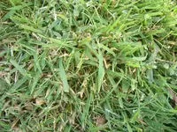 rasen2_015.webp rasen2_015.webp