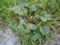 rasen2_018.webp rasen2_018.webp