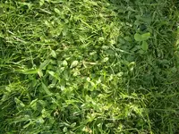 rasen2_010.webp rasen2_010.webp