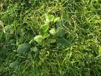 rasen2_002.webp rasen2_002.webp