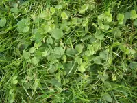 rasen2_007.webp rasen2_007.webp