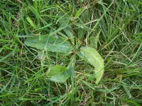 rasen2_009.webp rasen2_009.webp