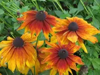 062.webp
