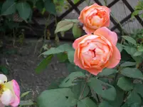 DSCI0595.webp