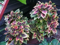 Buntnessel.20.9.2012~1.webp