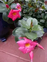 Diphladenia.20.9.2012~1.webp