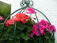 Geranien.20.9.2012~1.webp