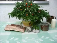 Korallenbaum.20.9.2012~1.webp