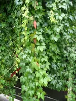 Wilder Wein.20.9.2012~1.webp