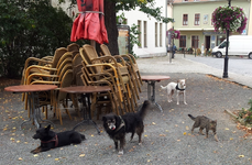 carlo mit hunden01.webp
