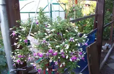 Blumenampel.webp