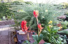 Canna.webp
