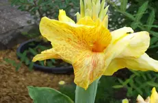 Canna 1.webp