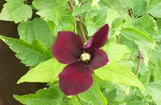 Clematis.webp