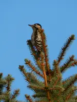 Buntspecht_176.webp