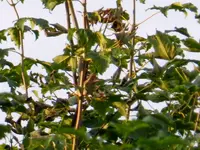 Mönchsgrasmücke_086.webp