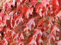 Weinlaub_187.webp