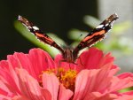 Schmetterling_013_1.jpg