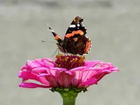 Schmetterling_033.webp