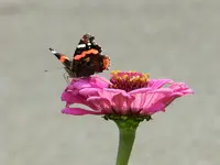 Schmetterling_037.webp