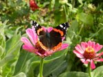 Schmetterling_048.JPG