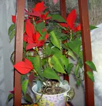 Weihnachtsstern v (1).webp