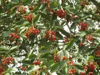 Bild 650.webp