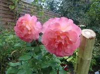 CIMG6981.webp