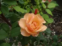 CIMG6998.webp