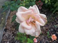 CIMG6999.webp