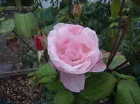 CIMG7002.webp