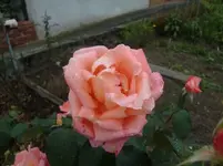 CIMG7003.webp