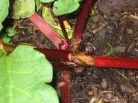 Rhabarber Holsteiner Blut, rotstielig, mild.webp