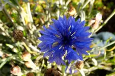 2012_0921Sommer0001 kornblume.webp