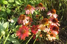 2012_0921Sommer0002.webp