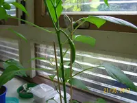 WG Pep 100_1206 (Large).webp