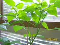 WG Pep 100_1207 (Large).webp