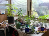 WG 100_1208 (Large).webp