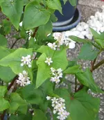 Blümchen2.webp