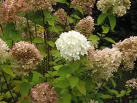 Bild 144.webp