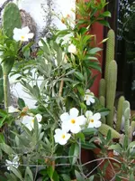 DSC00341.webp