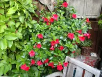 DSC00329.webp
