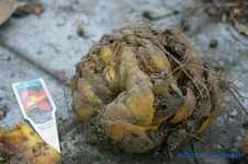 comp_DSC08525.webp