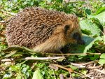 Igel_001.JPG